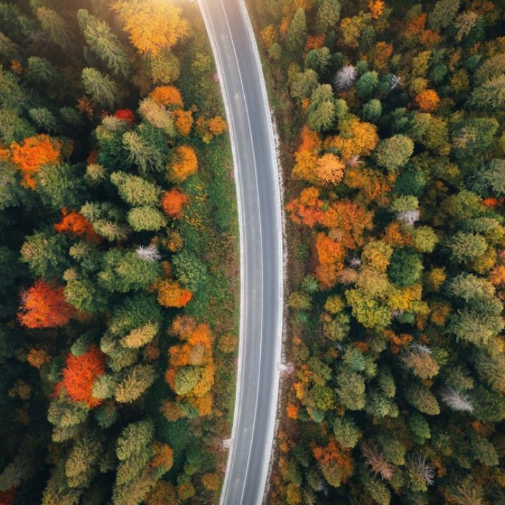 road passing through a forest