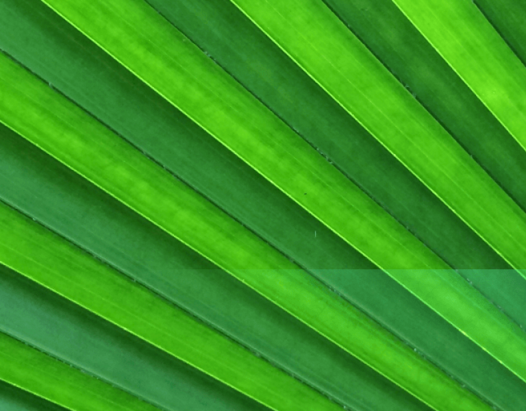 green leaf