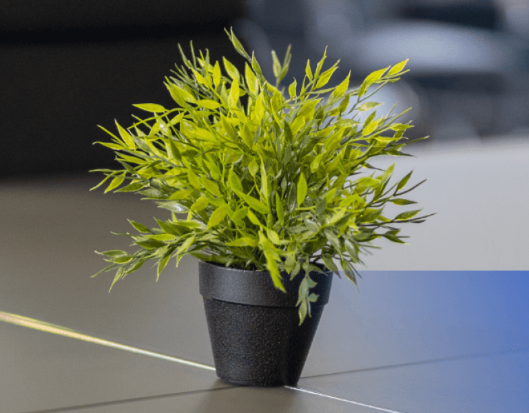 plant in a meeting room